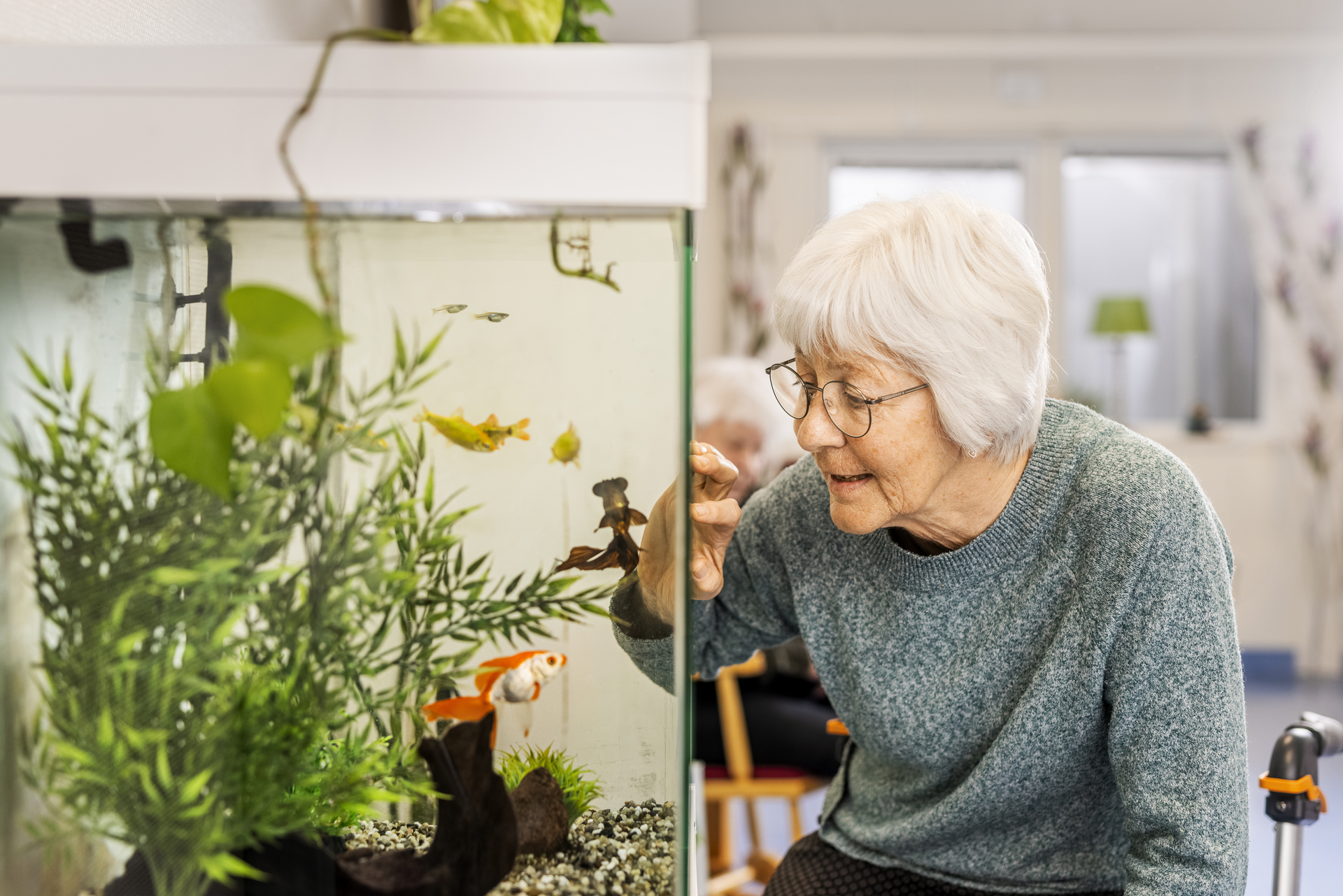 En boende vid Borggården demensvård i Olofström tittar på fiskar i ett akvarium i en gemensam inomhusmiljö. Miljön ingår i en modullösning från Expandia.
