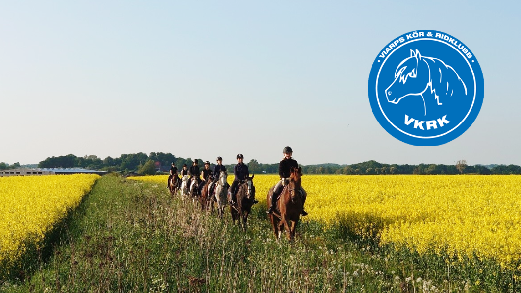 hästar på uteritt på rapsfält med viarps kör och ridklubb